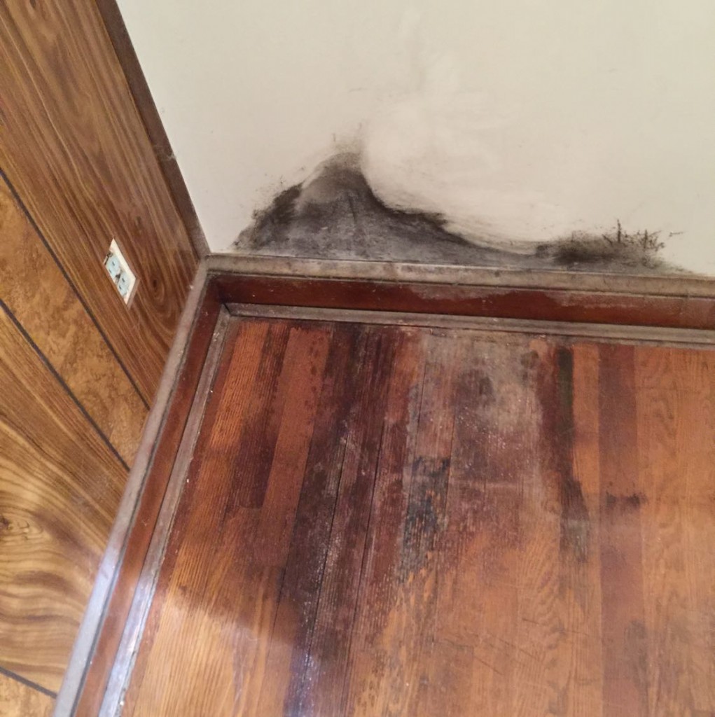 Trifect Mold Remediation - Before