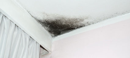 Mold Removal Services in Springfield, VA