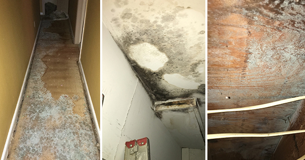 Mold and water damaged house