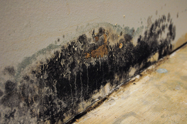 Mold Removal Process of ServiceMaster NCR